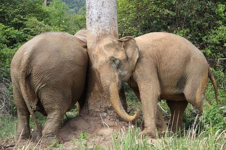 Koh Samui: Elephant Nature Care, the largest elephant sanctuary