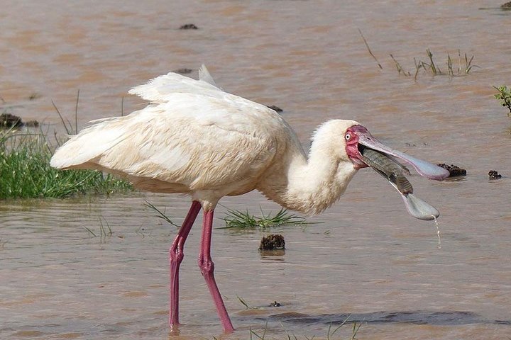 #1 Best Tanzania Safari Tarangire Day tour Adventure
