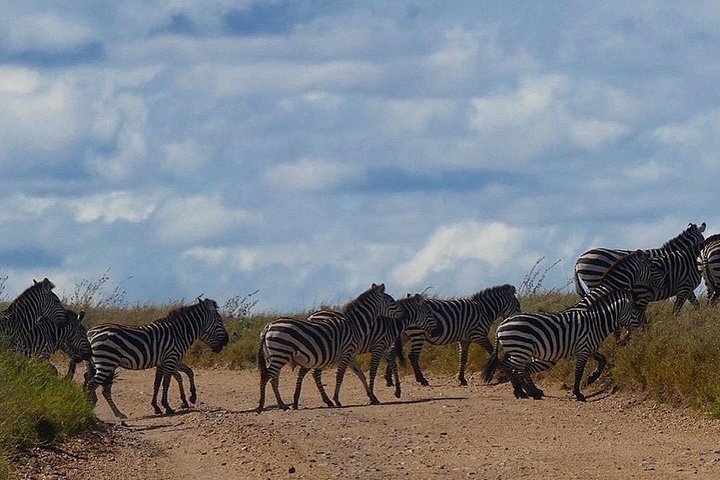 #1 Best Tanzania Safari Tarangire Day tour Adventure