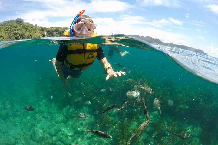 Glass Bottom Boat Whitianga Cathedral Cove Cruise