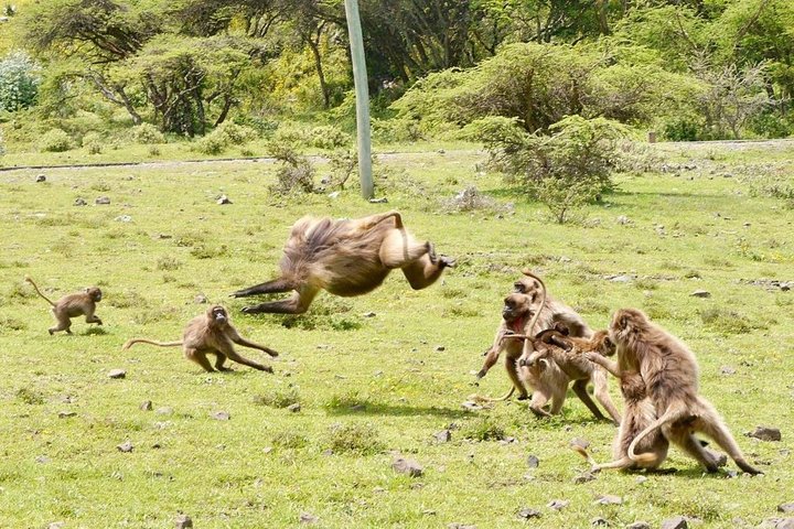 Addis Ababa: Debre Libanos, Blue Nile Gorge, and Cave Tour