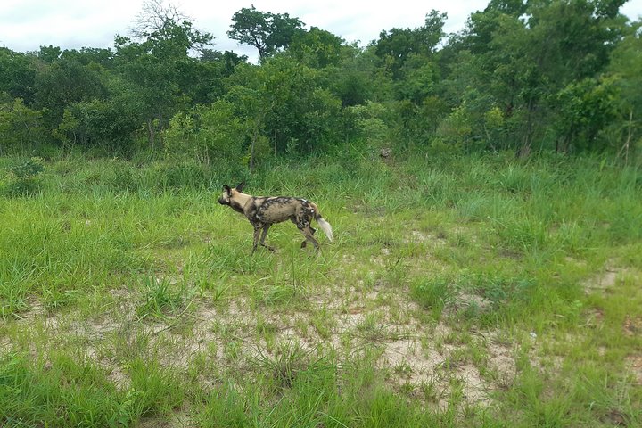 Victoria falls hotels to Chobe Safari Lodge road transfer