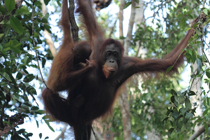 Orangutan Safari Kelotok Houseboat 3 Days 2 Nights Private