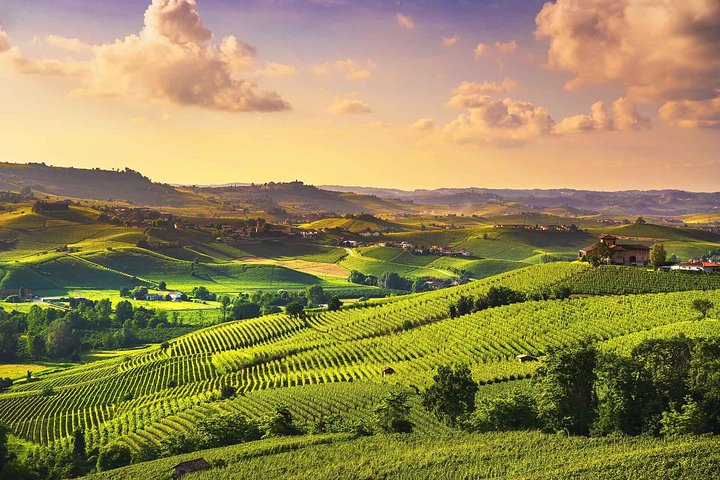 Langhe Wine & Food Tour from Turin: Barolo and More
