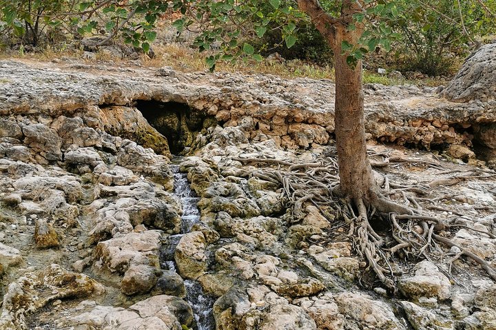 West Salalah, Al Mughsail Beach, White Beach, Frankincense Tree (Half day Tour)