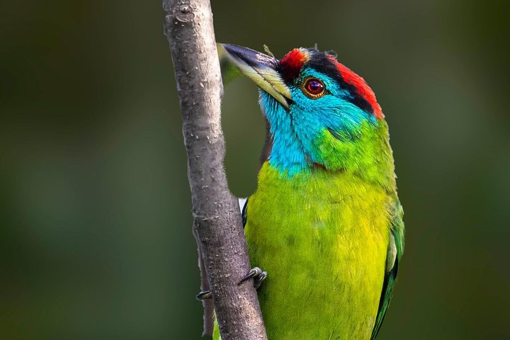 Munsiari Birding tour