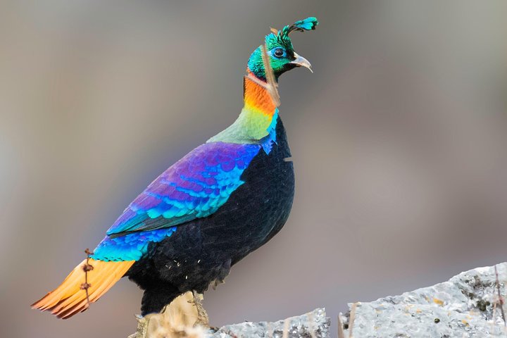 Munsiari Birding tour