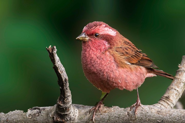 Munsiari Birding tour