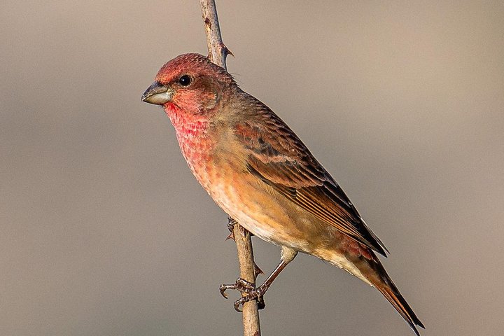 Munsiari Birding tour
