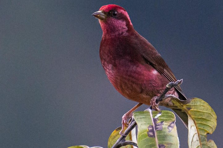 Munsiari Birding tour