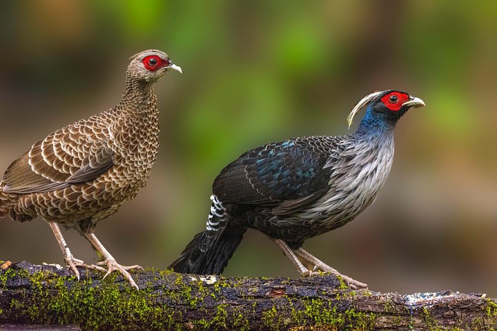 Munsiari Birding tour