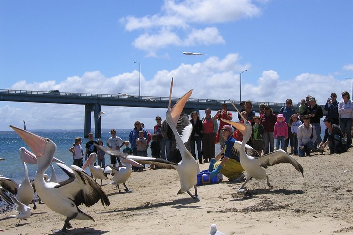 Cape Woolamai Sightseeing Cruise from San Remo