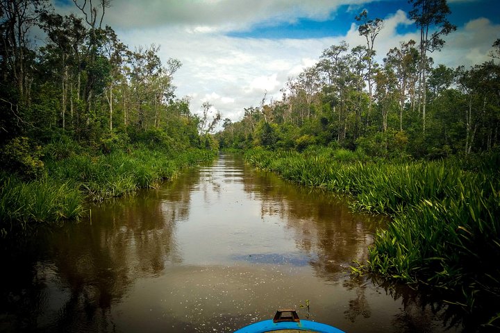 3ns Private Orangutan and Bornean Primates Kelotok Tour