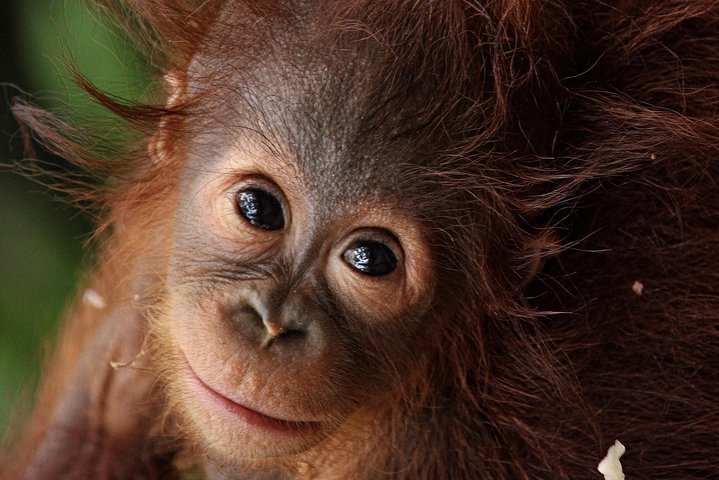 3ns Private Orangutan and Bornean Primates Kelotok Tour