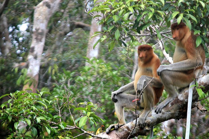 3ns Private Orangutan and Bornean Primates Kelotok Tour