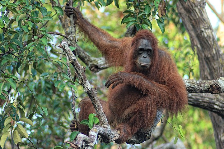 3ns Private Orangutan and Bornean Primates Kelotok Tour