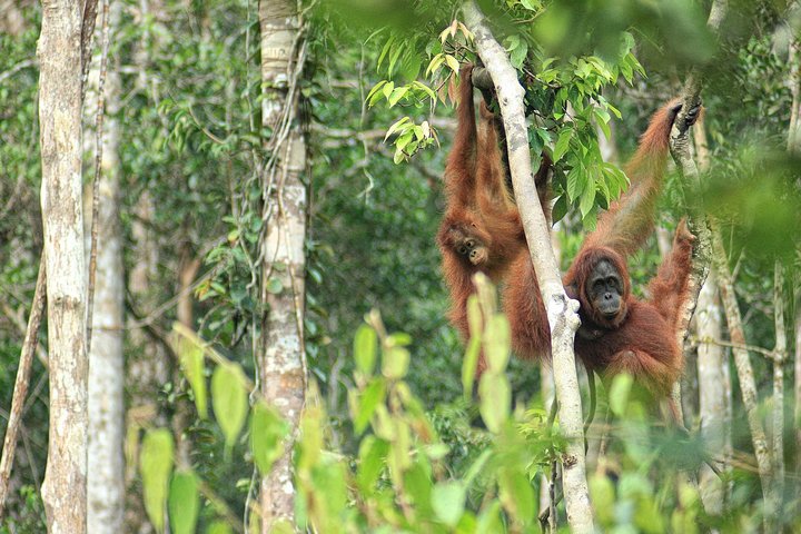 3ns Private Orangutan and Bornean Primates Kelotok Tour