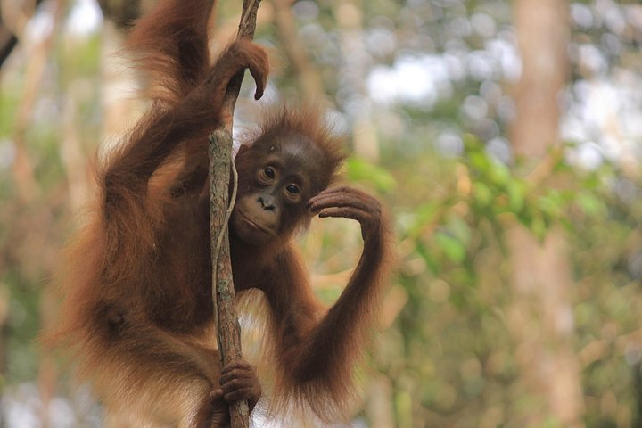 2Ns Orangutan Kelotok Tour in Tanjung Puting Kalimantan - Borneo