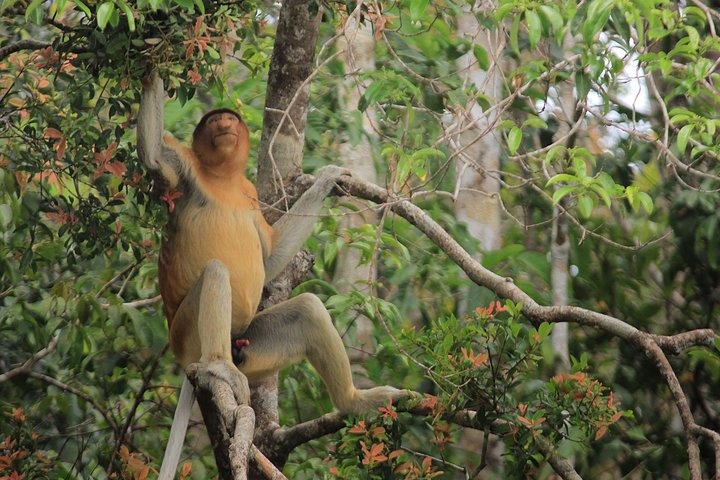 2Ns Orangutan Kelotok Tour in Tanjung Puting Kalimantan - Borneo