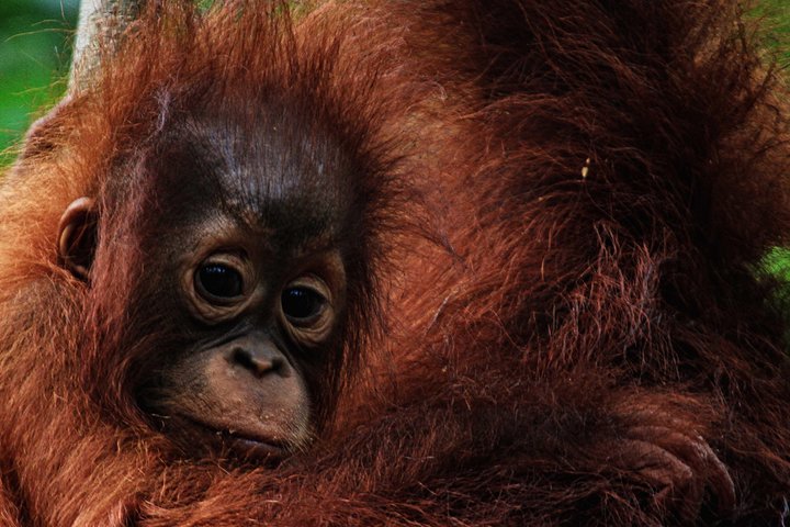 2Ns Orangutan Kelotok Tour in Tanjung Puting Kalimantan - Borneo
