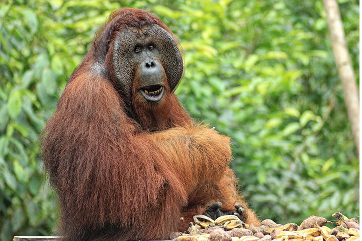2Ns Orangutan Kelotok Tour in Tanjung Puting Kalimantan - Borneo