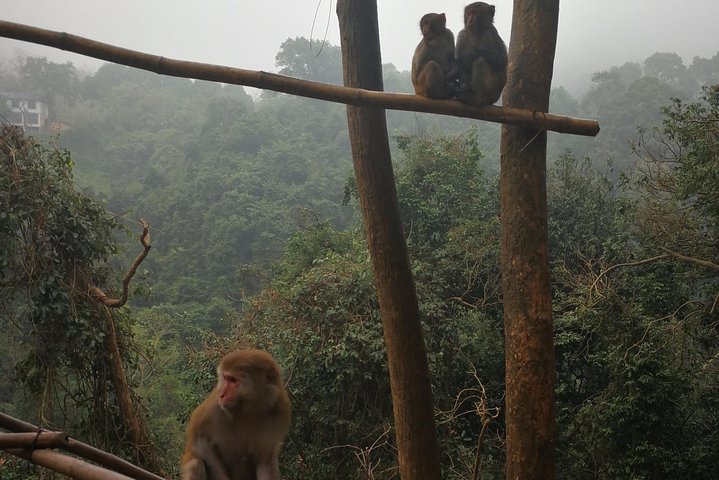 Hike the monkey hill