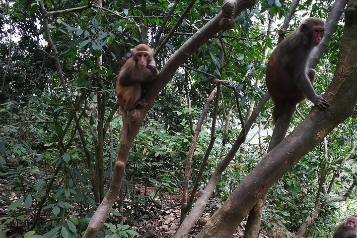 Hike the monkey hill