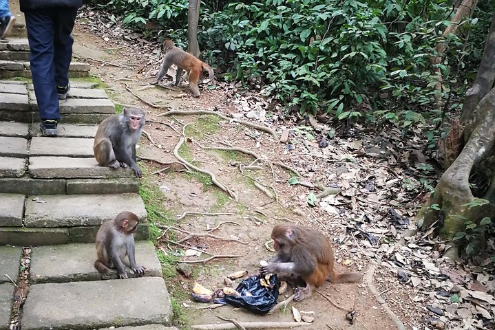 Hike the monkey hill