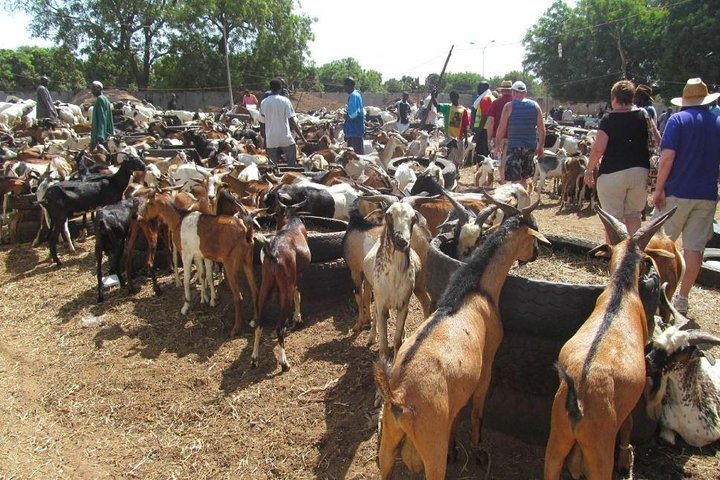 Genuine "4 Tours In 1 Day" (south of Gambia)