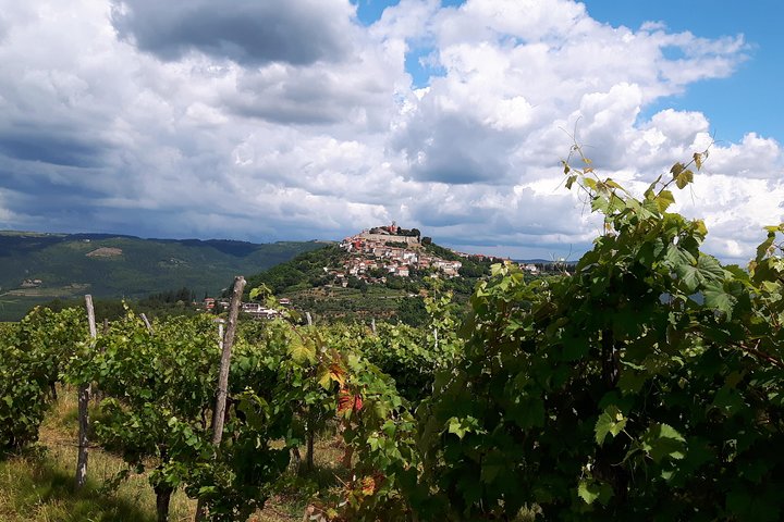 Wine Tour - The Best of Istria