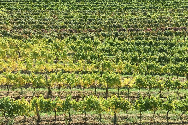 Wine Tour - The Best of Istria