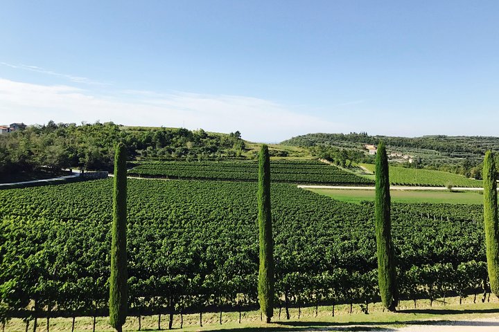 Wine Tour - The Best of Istria