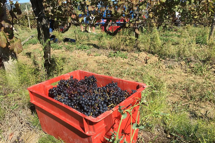Wine Tour - The Best of Istria