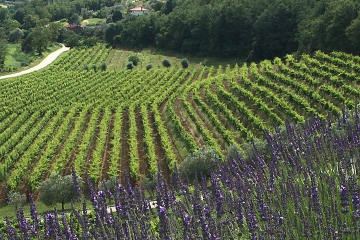 Wine Tour - The Best of Istria