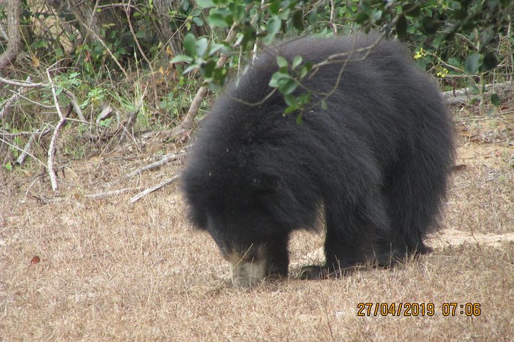 Yala National Park Safari Tour From Hambantota port