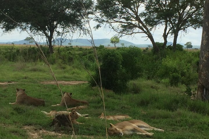 A day trip to mikumi from morogoro