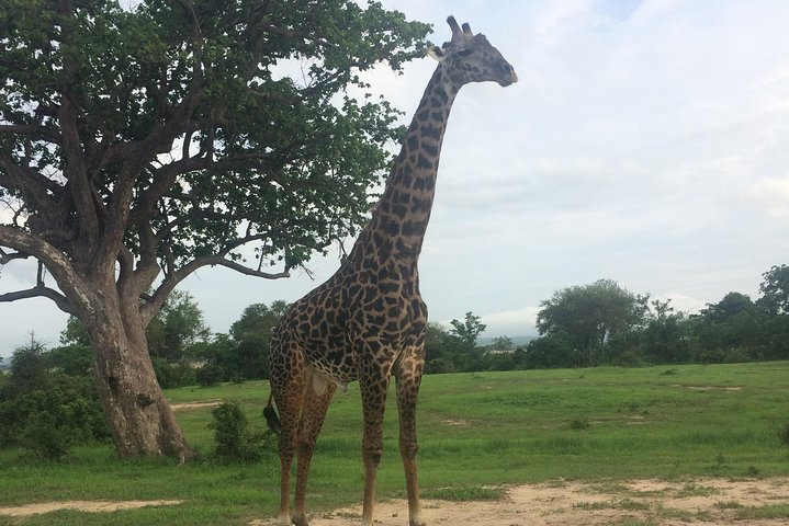 A day trip to mikumi from morogoro