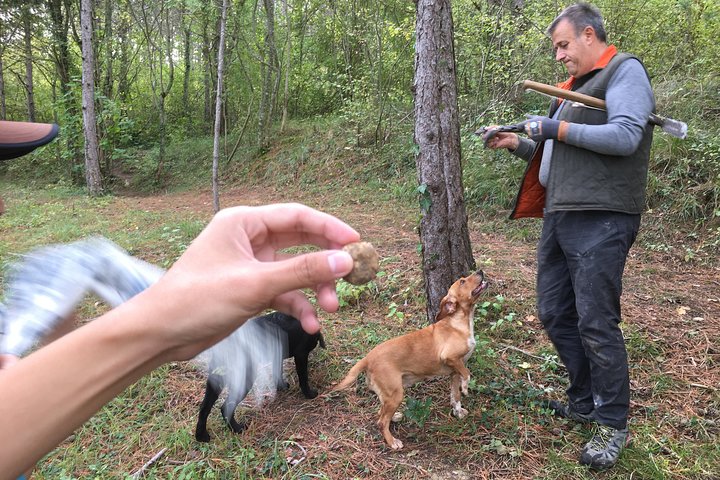 Istrian tapestry - gourmet tour combining wine, truffles and olive oil
