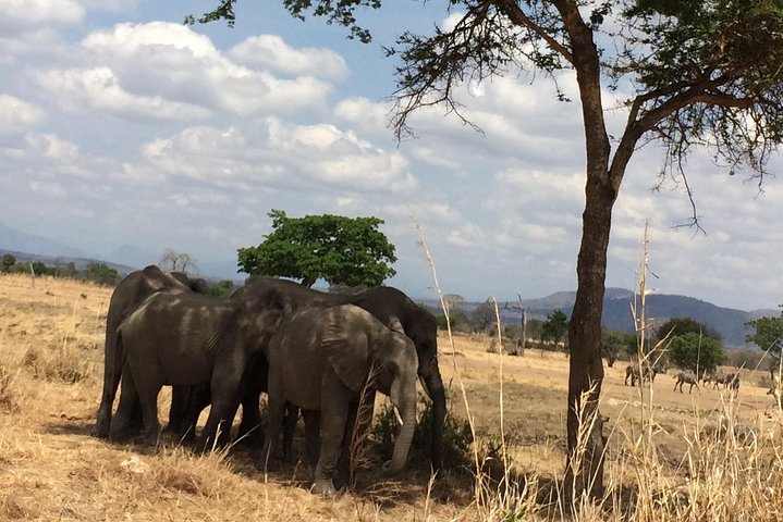A day trip to mikumi from morogoro