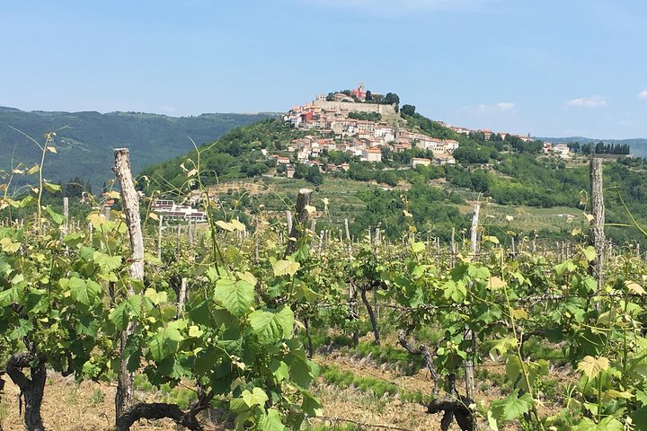 Istrian tapestry - gourmet tour combining wine, truffles and olive oil