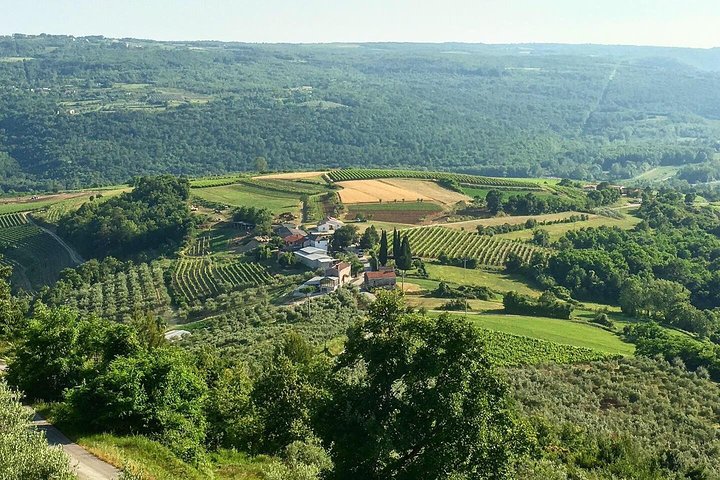 Istrian tapestry - gourmet tour combining wine, truffles and olive oil
