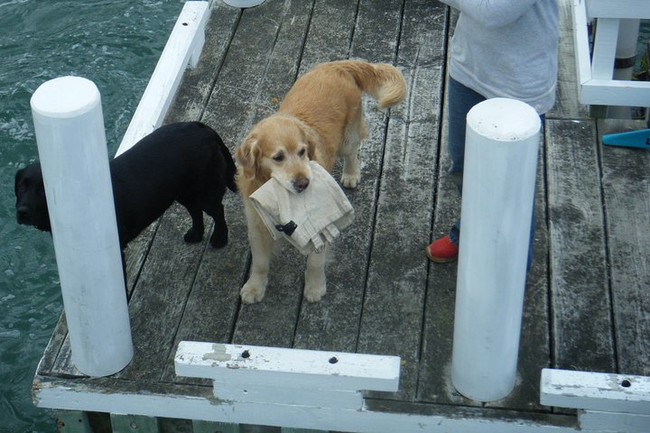 Queen Charlotte Sound Mail Boat Cruise