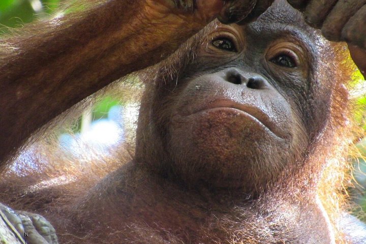 Day Trip Sepilok Orang-utan And City Tour (Flight Excluded)