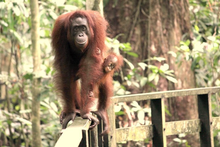 Day Trip Sepilok Orang-utan And City Tour (Flight Excluded)