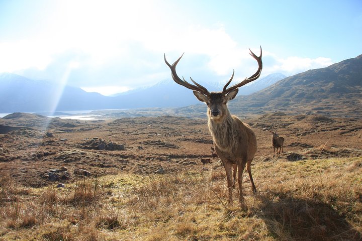 Wild Red Deer viewing safari with expert guide. Connemara, Galway