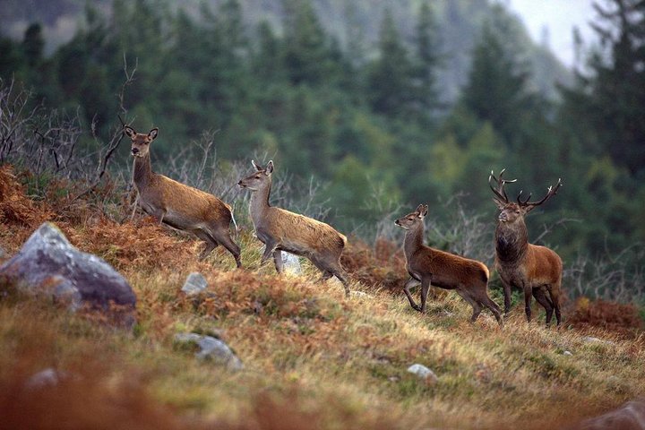 Wild Red Deer viewing safari with expert guide. Connemara, Galway