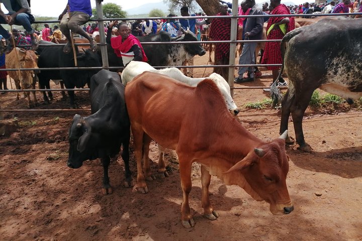 Nairobi Masai village Day Tour Experience