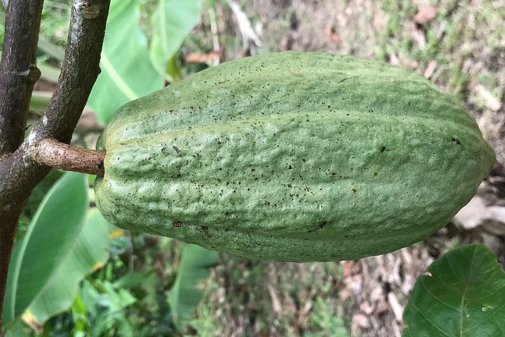 Mayan Chocolate Making & Waterfall Swimming From Placencia