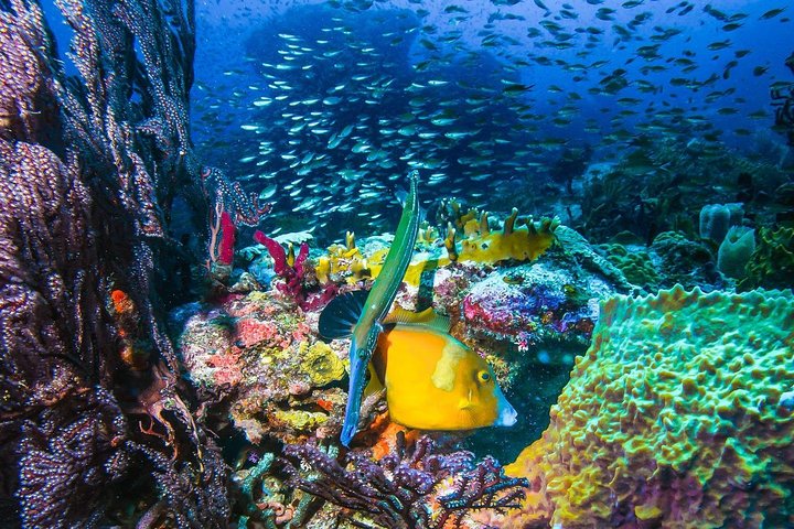 4-hour snorkel cruise to Underwater Sculptures with boat dogs