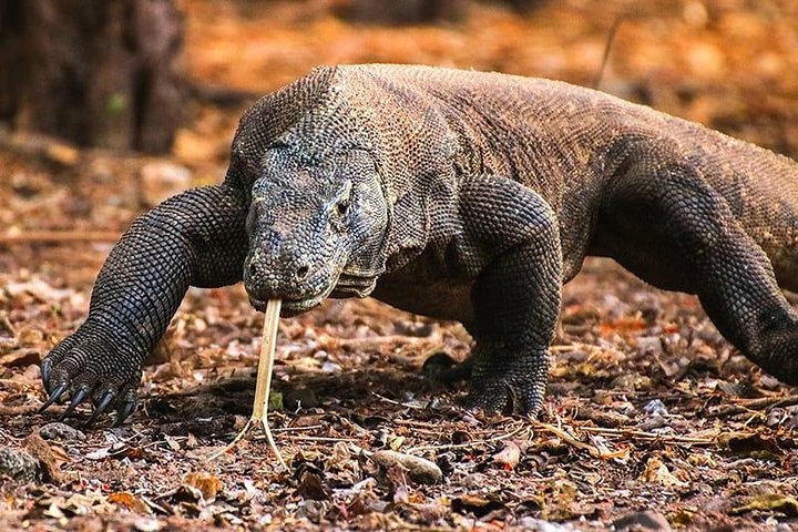 1 Day Komodo Trip by Private Speedboat